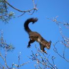 auch "Katzen" können fliegen.....