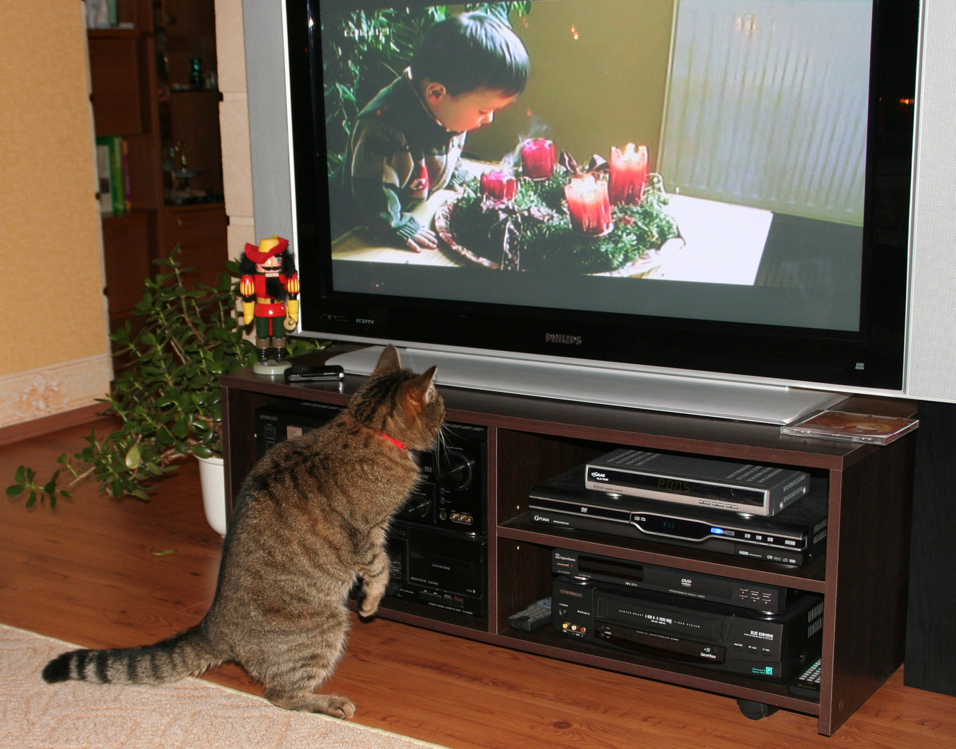 Auch Katzen lieben den Advent