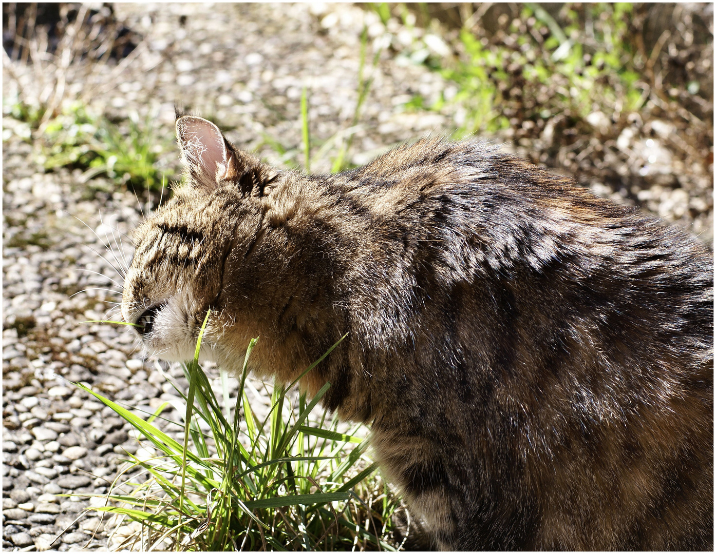 Auch Katzen lieben Gras ;-)