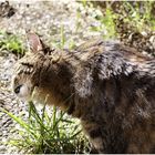 Auch Katzen lieben Gras ;-)