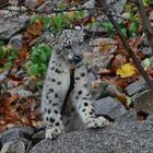 Auch "Katzen" spielen mit dem Stöckchen :-)