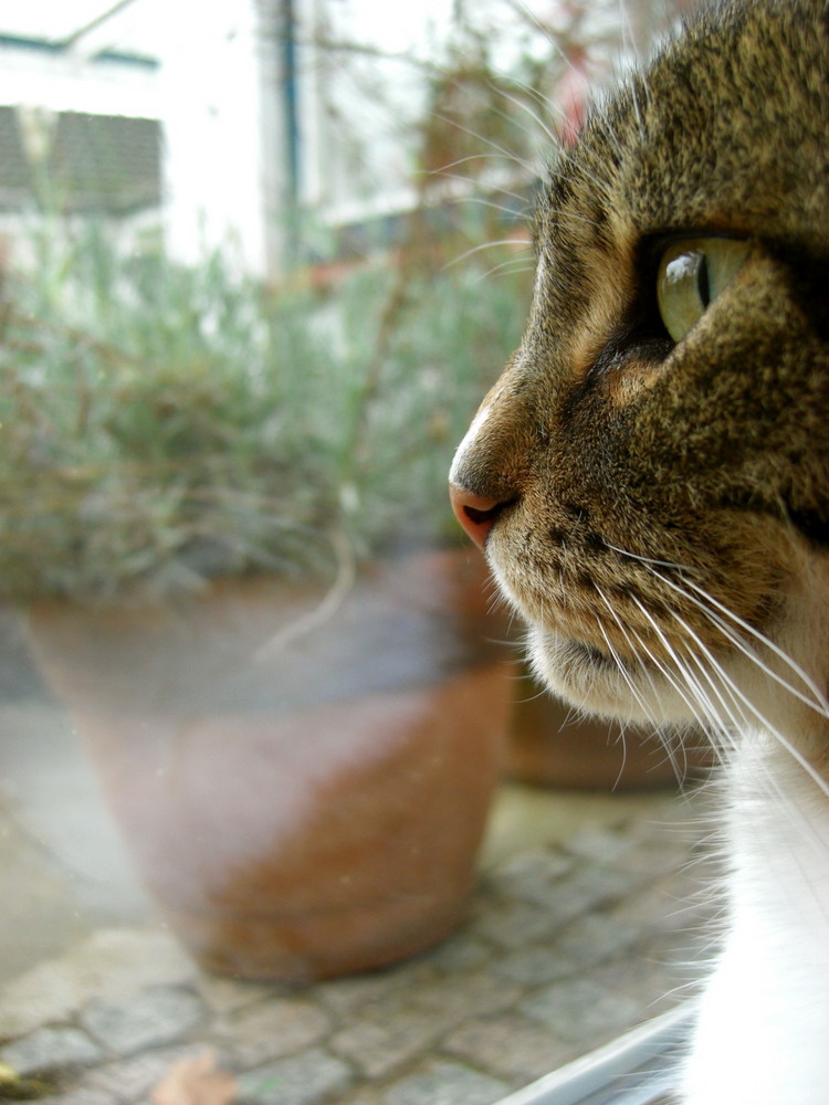 auch Katzen träumen manchmal...