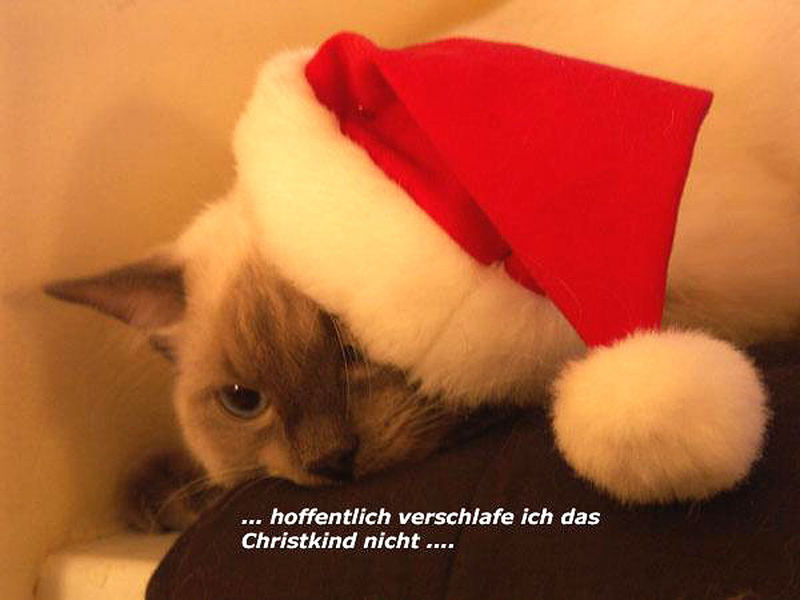 ... auch Katzen warten auf das Christkind ...