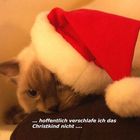 ... auch Katzen warten auf das Christkind ...