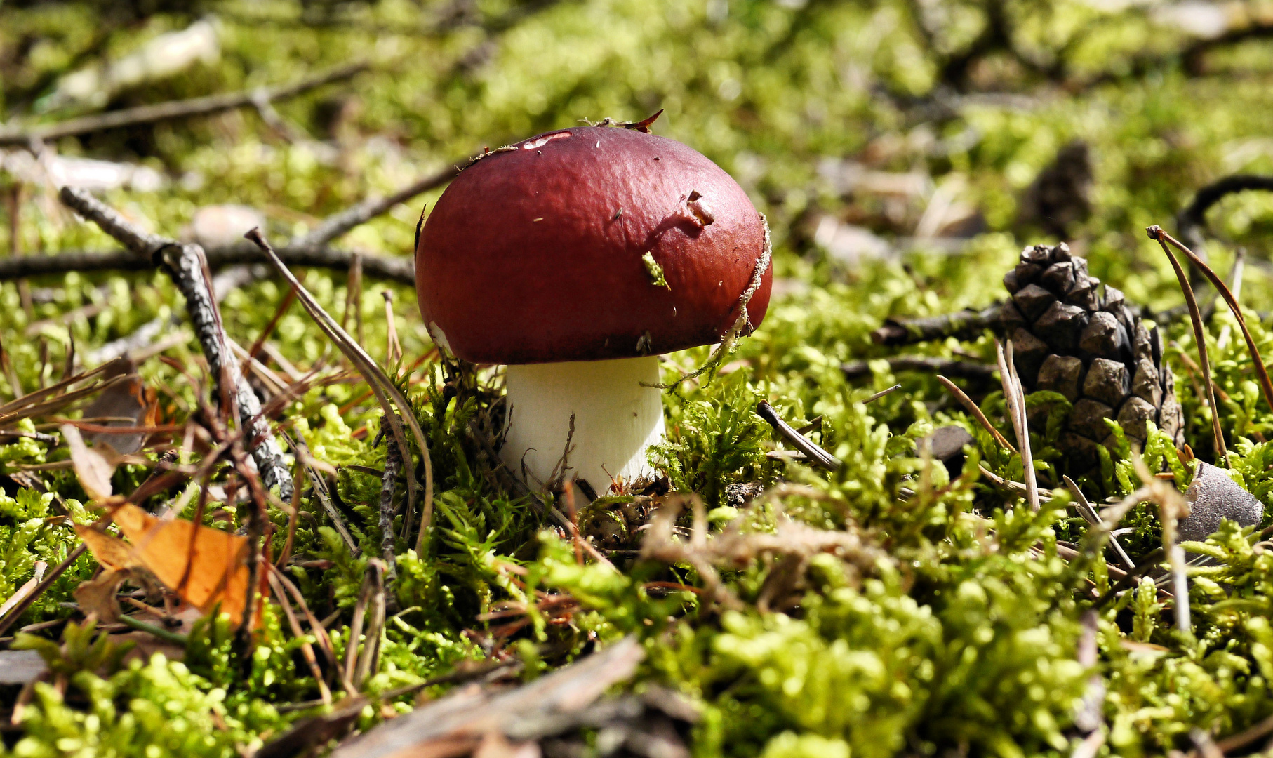 Auch Kiefernwälder machen ein großes Gefühl.