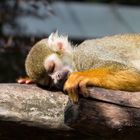 Auch kleine Affen müssen mal schlafen :)