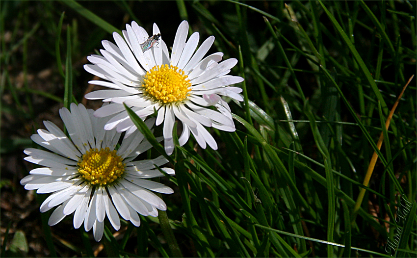 Auch kleine Blümchen