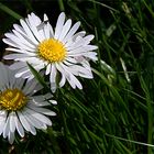 Auch kleine Blümchen