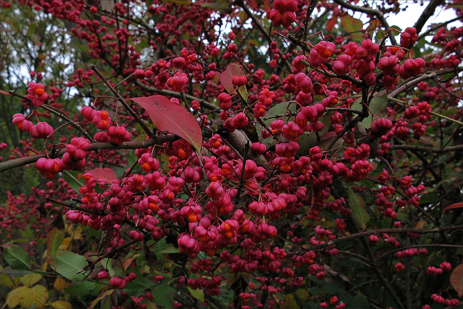 Auch kleine Blüten sind sehenswertbeim Spaziergang im Oktober 2016