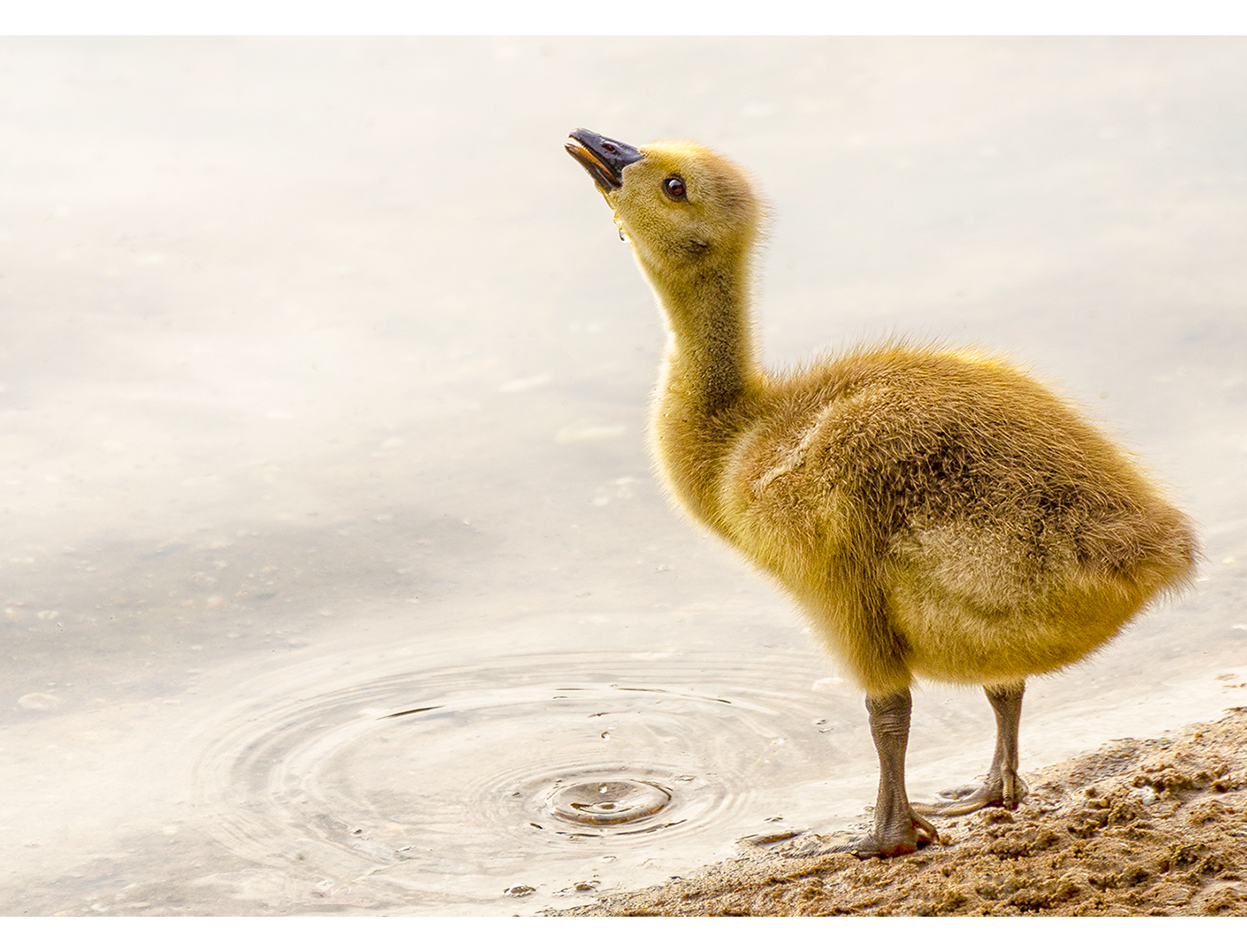 Auch kleine Gänseküken waren...