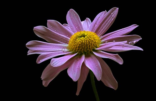  Auch kleine Herbstblumen haben Charme .. ( Stacking Bild ) 
