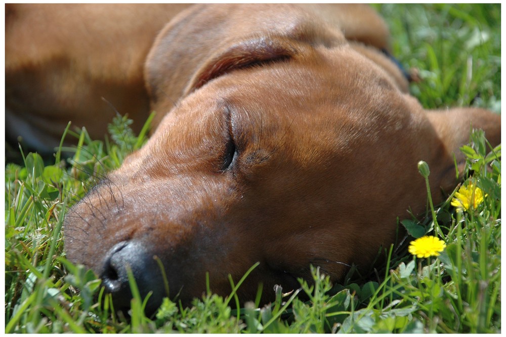 Auch kleine hunde müssen schlafen:-)