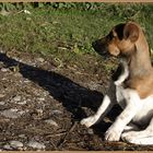 Auch kleine Hunde werfen manchmal lange Schatten