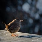 Auch kleine Lebewesen werfen große Schatten voraus