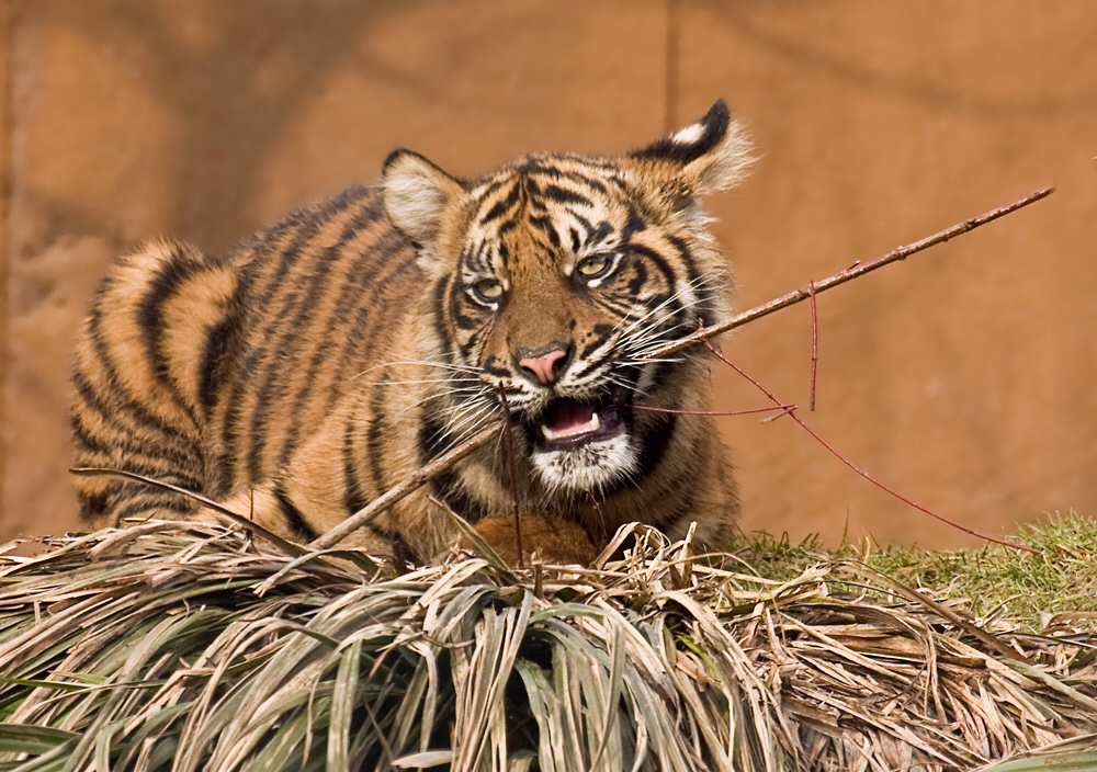 Auch kleine Tiger