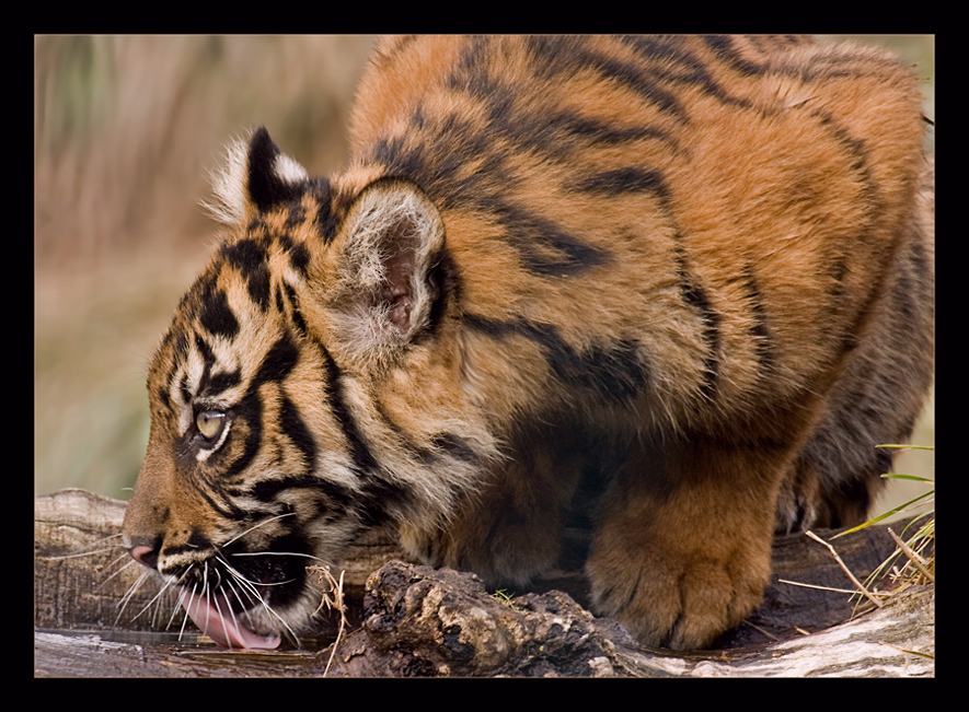 Auch kleine Tiger...