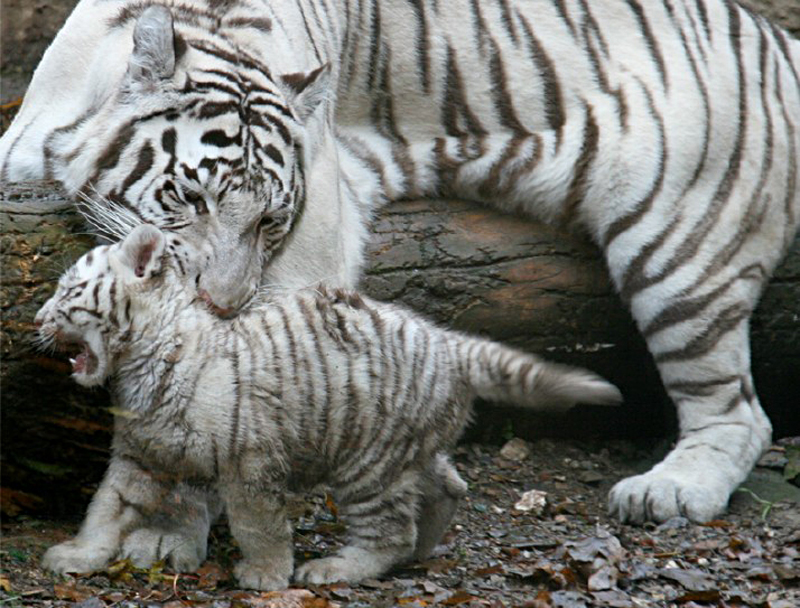 Auch kleine Tiger müssen auf die Mama hören