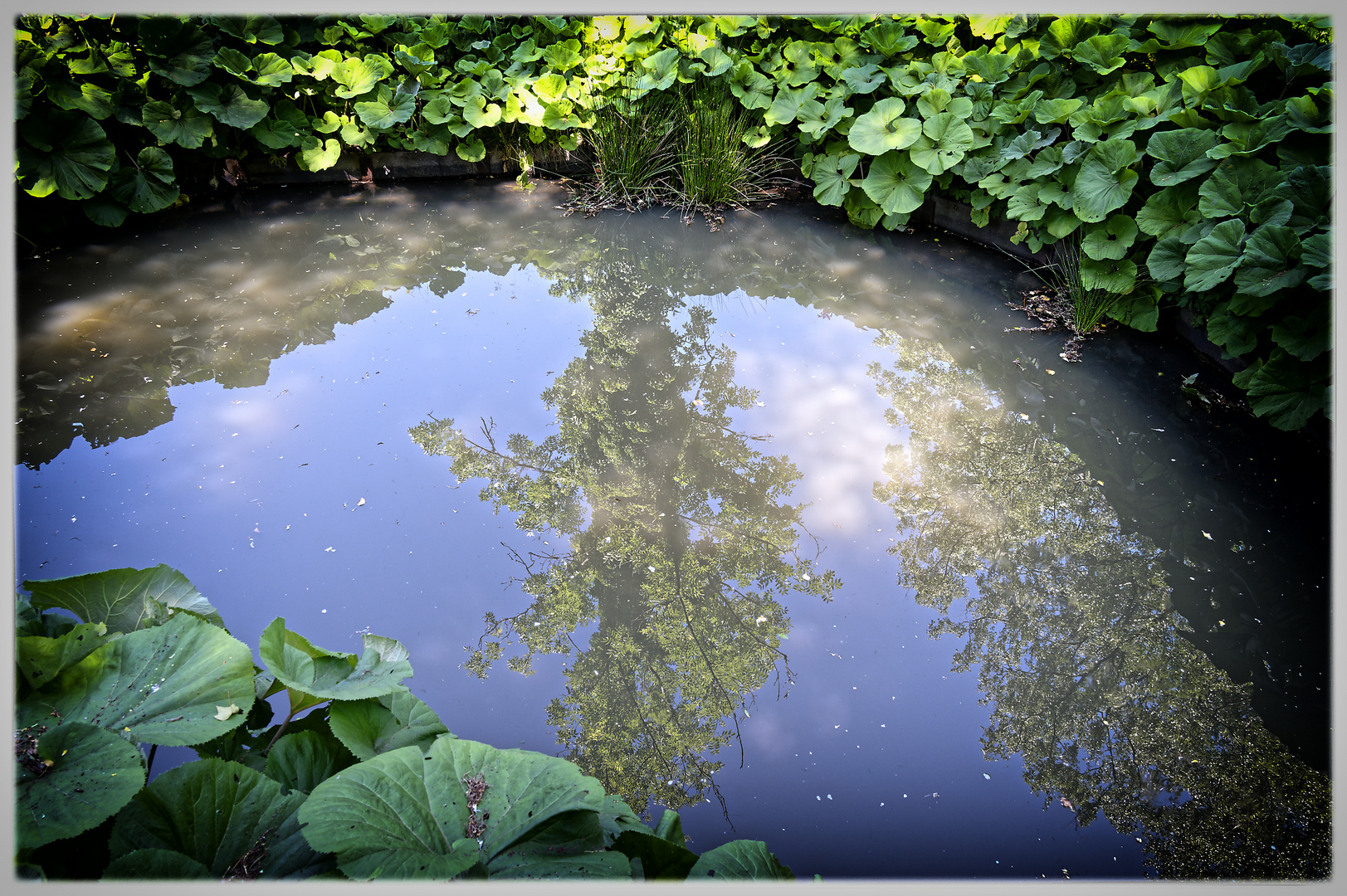 auch kleiner Tümpel spiegeln...