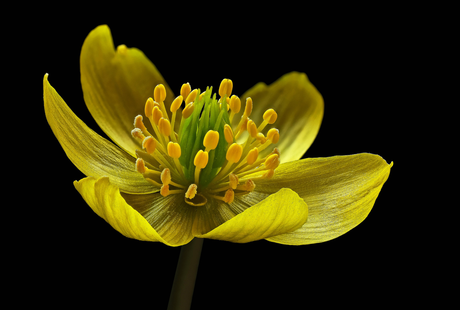 Auch kleinste Blumen können eine " Schönheit " sein  - ( Stacking Bild )        