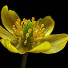 Auch kleinste Blumen können eine " Schönheit " sein  - ( Stacking Bild )        