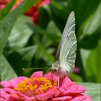 ... auch Kohlweißlinge mögen Zinnien ...