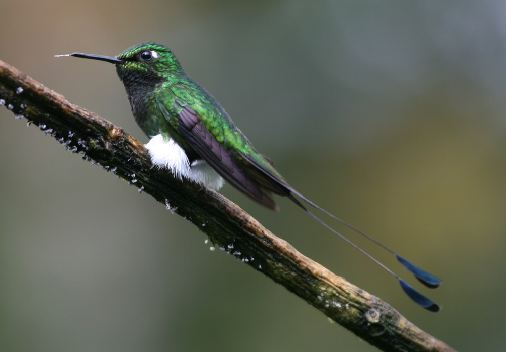 Auch Kolibris haben Zungen