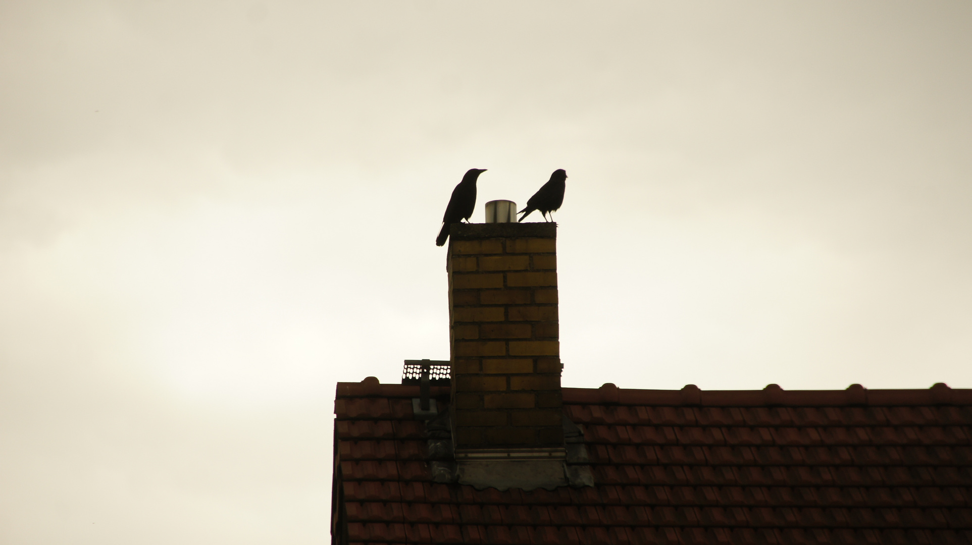 Auch Krähen sind Singvögel ...