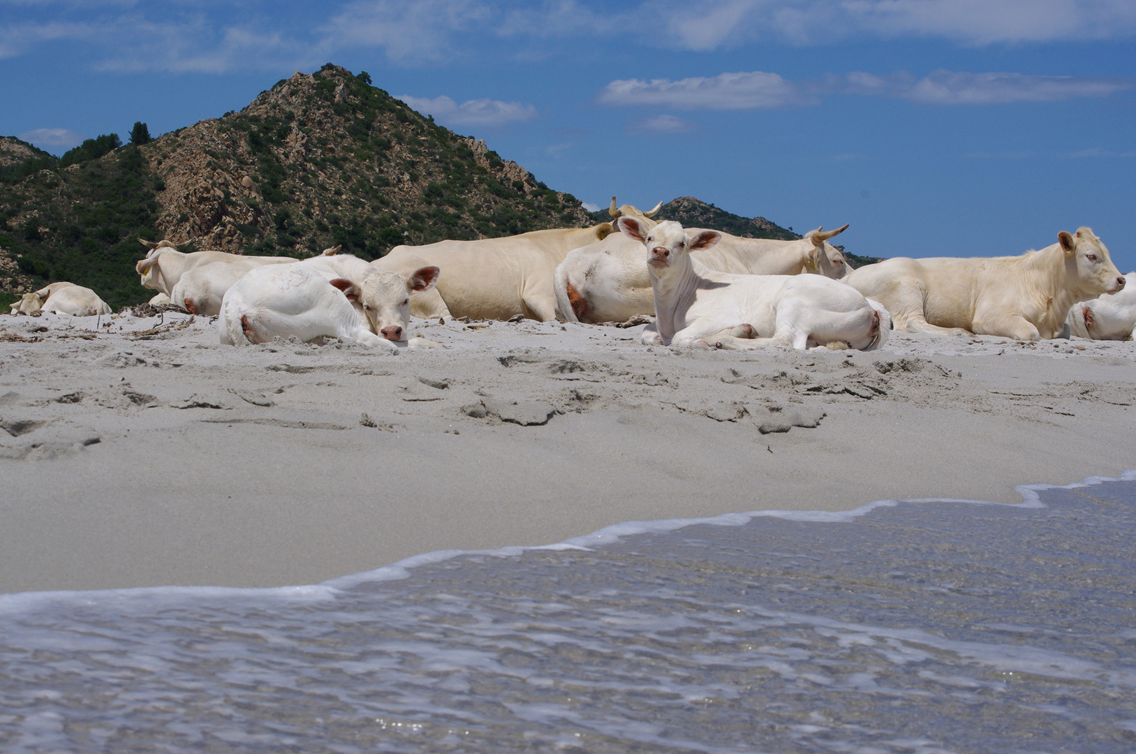 auch Kühe chilln am Strand