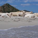 auch Kühe chilln am Strand