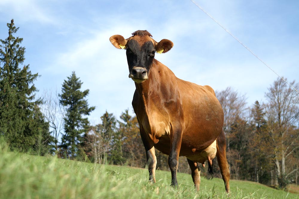 auch Kühe können dich manchmal von oben herab anschauen.-----