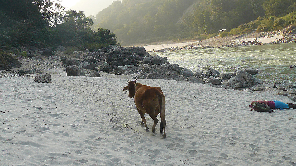 Auch Kühe lieben Strandspaziergänge . . .