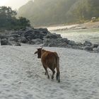 Auch Kühe lieben Strandspaziergänge . . .