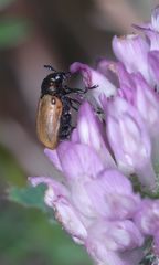 Auch Labidostomis longimana, der Gemeine Langbeinkäfer ...