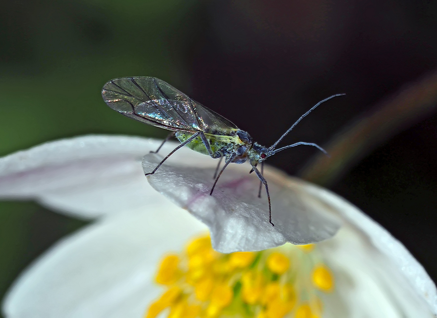 Auch Läuse können einen Sinn für Ästhetik entwickeln! - Un puceron qui aime les fleurs! 