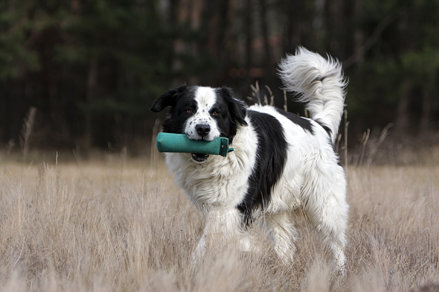 Auch Landseer können das!