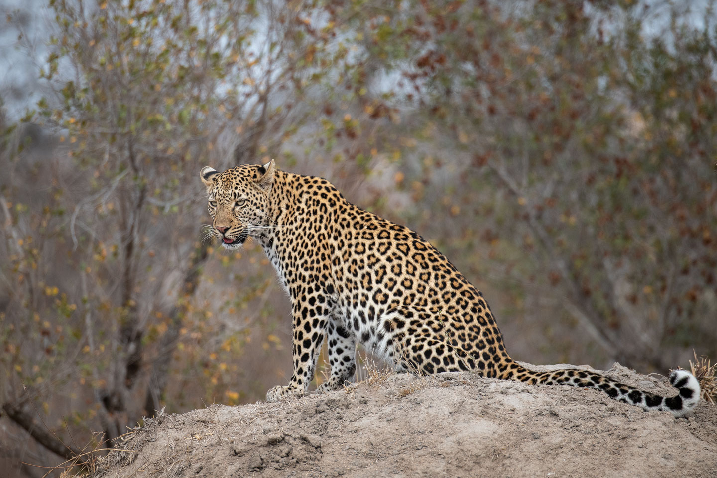 Auch Leoparden haben eine Vorliebe