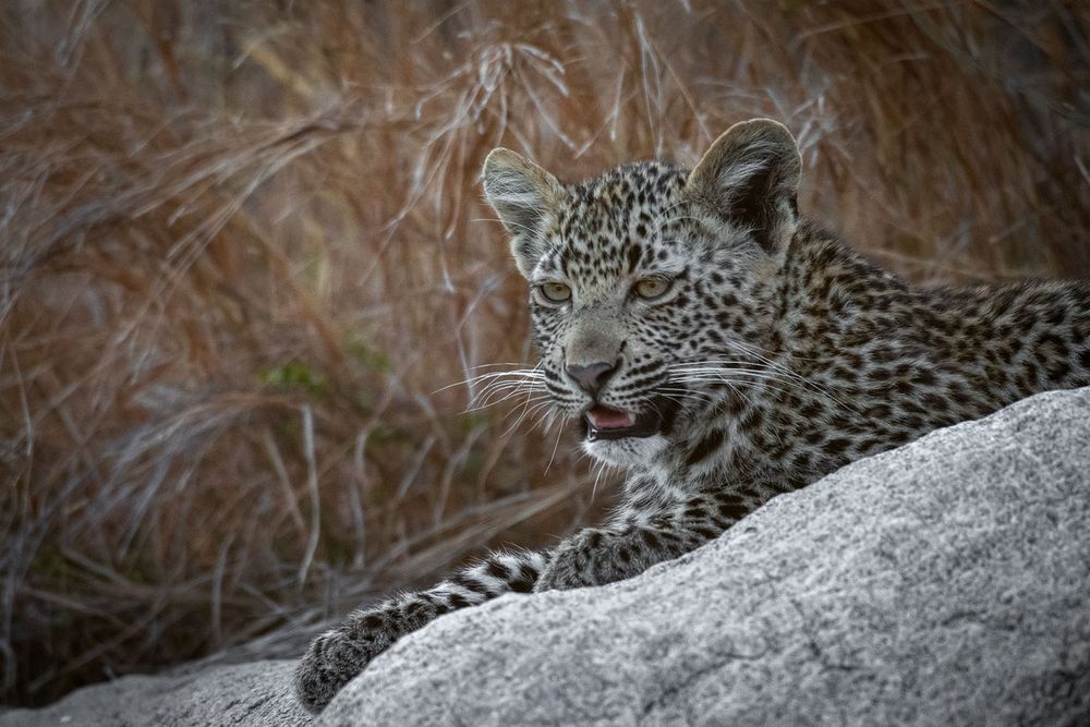 Auch Leopardenbabys maunzen