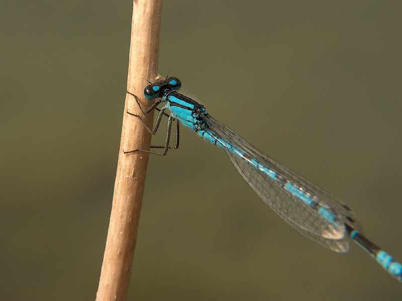 Auch Libellen brauchen Pause