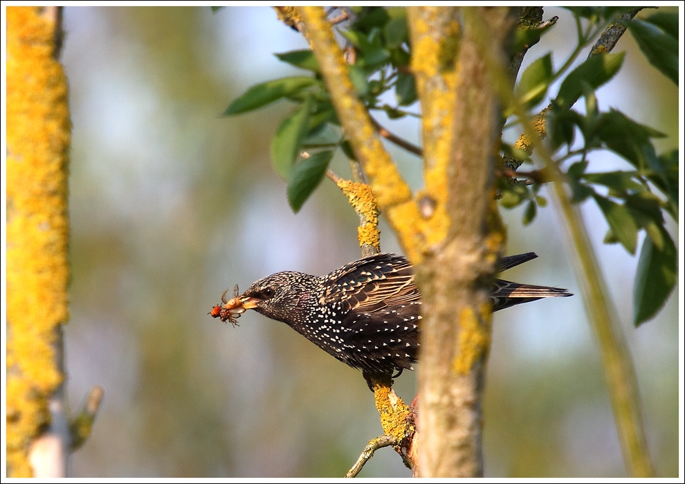 Auch Libellen schmecken lecker