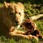 Auch Löwen brauchen ein Kuscheltier