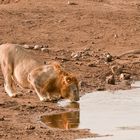 Auch Löwen haben Durst