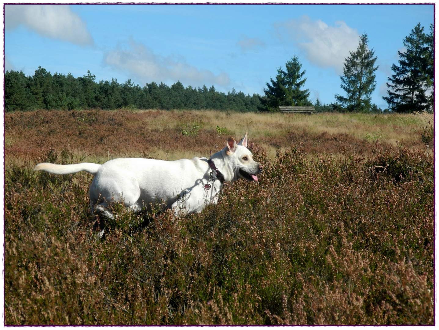 auch Lucky hat die Heide genossen