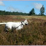 auch Lucky hat die Heide genossen