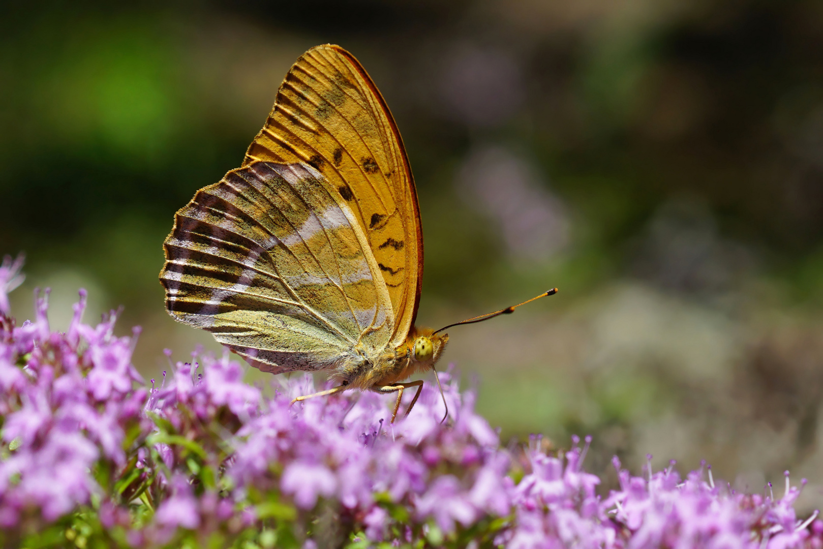  Auch Männer lieben Lila : Kaisermantel Männchen, Argynnis paphia