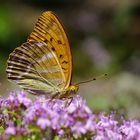  Auch Männer lieben Lila : Kaisermantel Männchen, Argynnis paphia