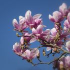 Auch Magnolienzweige....