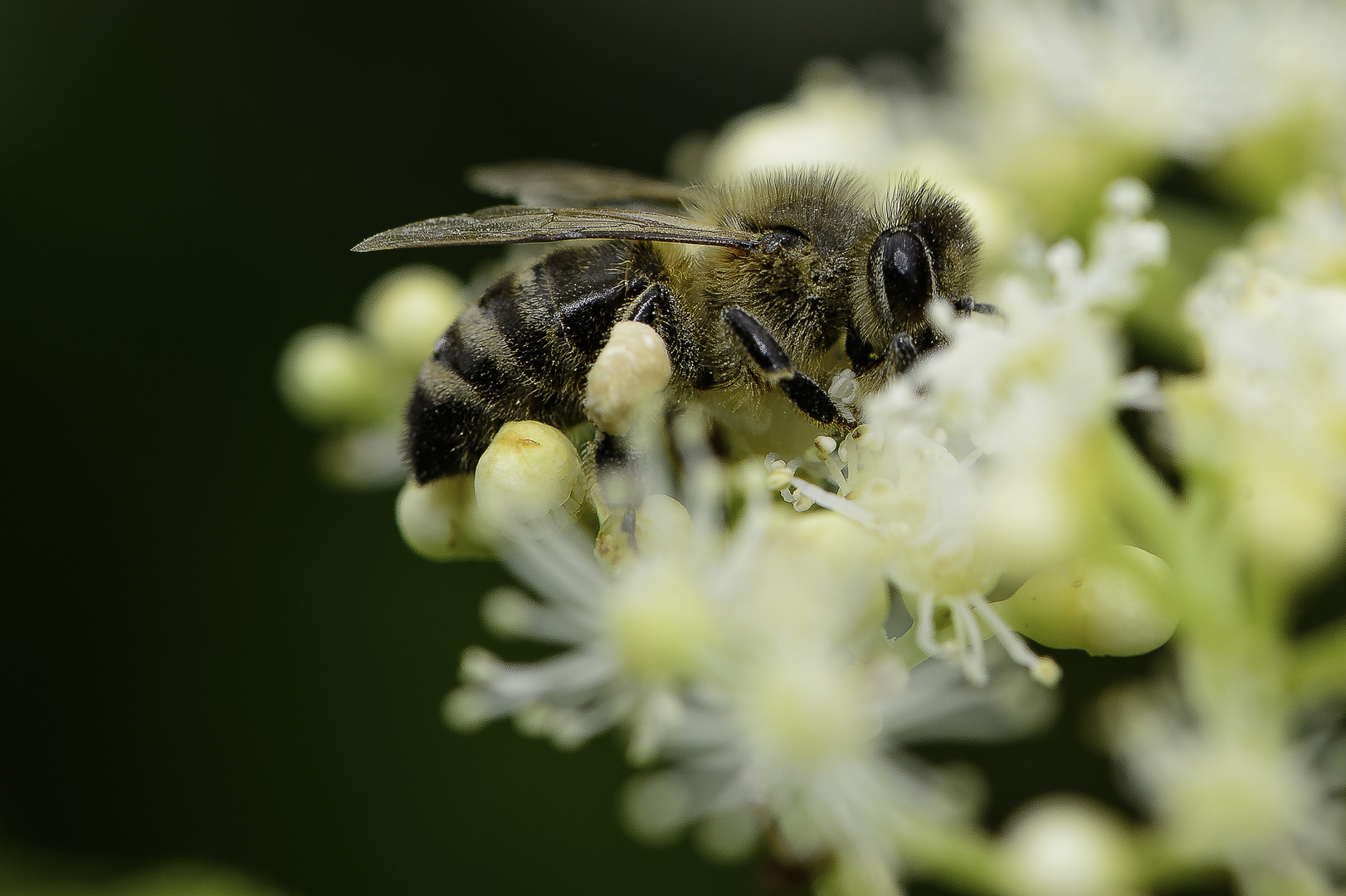 Auch mal ein Bienchen....