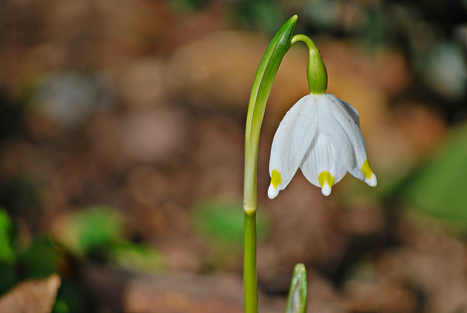 Auch mal ein Blümchen von mir...