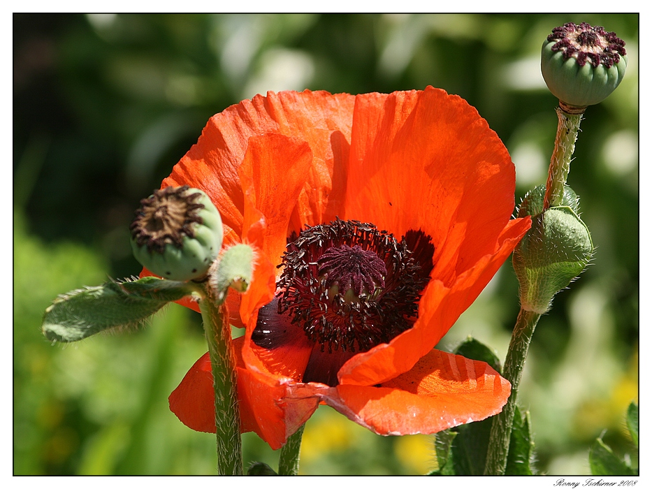 Auch mal ein Mohn von mir