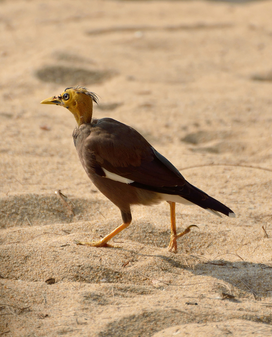 Auch mal interessant, ein Hirtenstar (Acridotheres tristis) ohne Kopffedern.